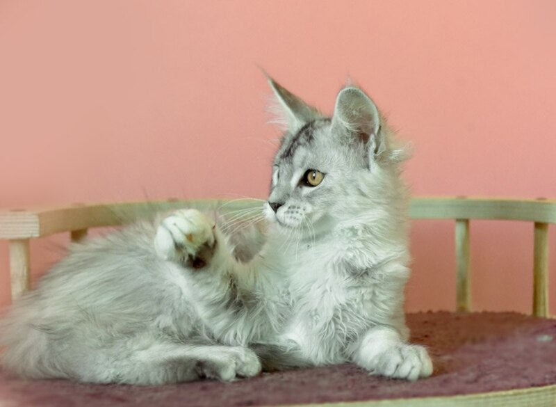 Zabava Maine Coon female, black tortie silver ticked tabby