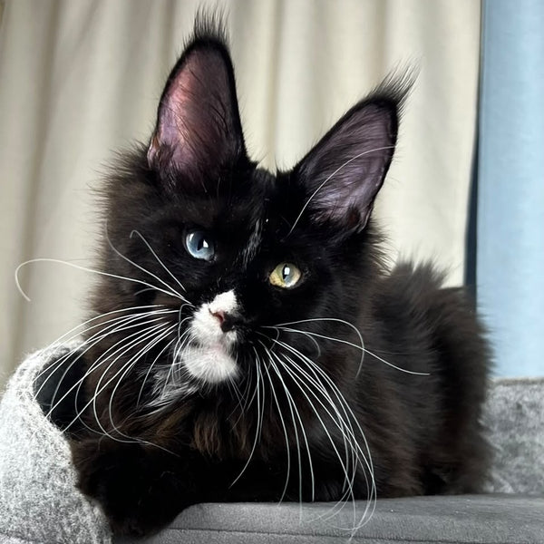 Nolan Maine Coon male, black with white