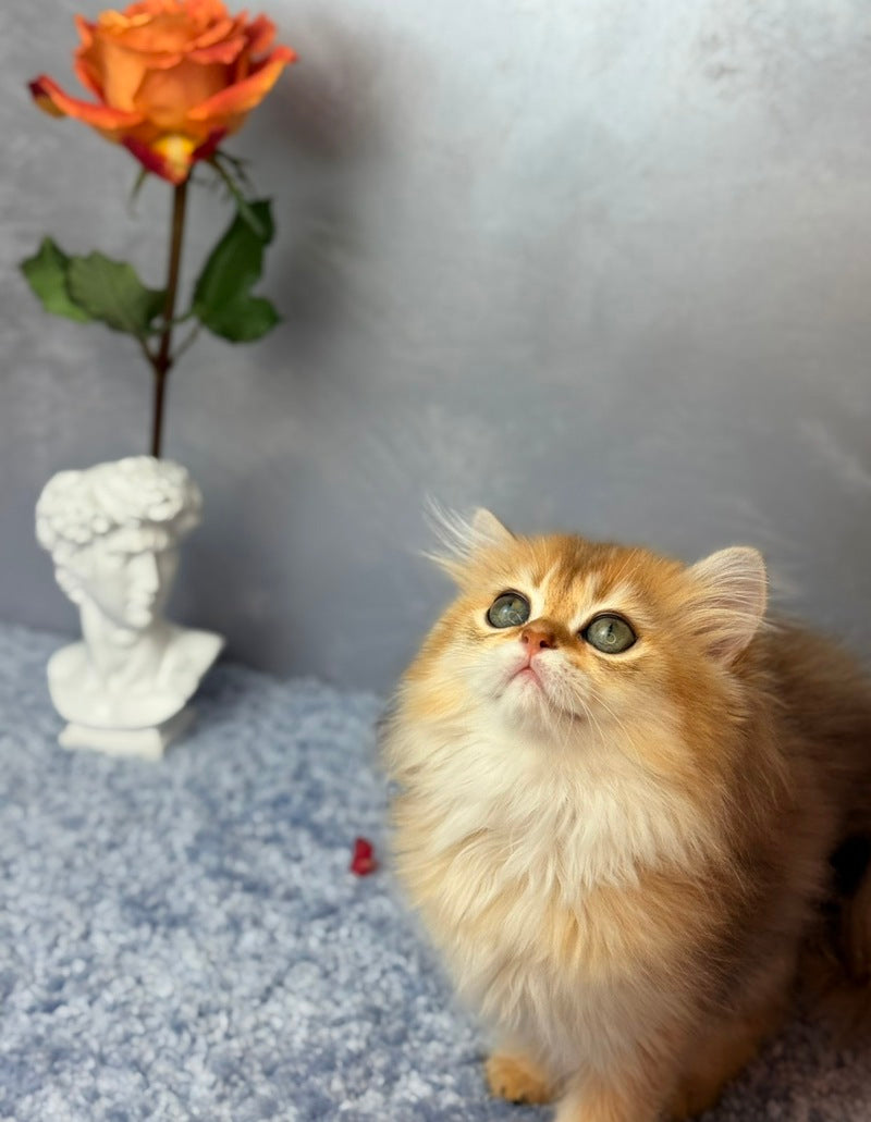 Dasha Scottish Straight female black golden shaded - live animals