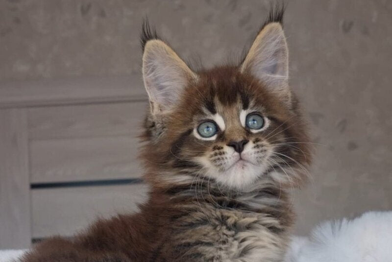 Leopold Maine Coon male black ticked tabby live animals