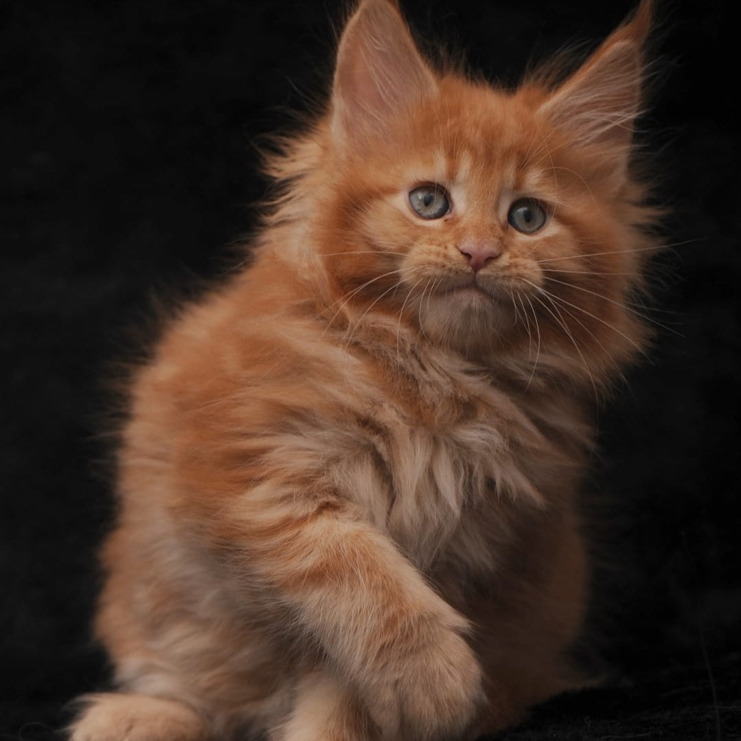 Sally Maine Coon female, red