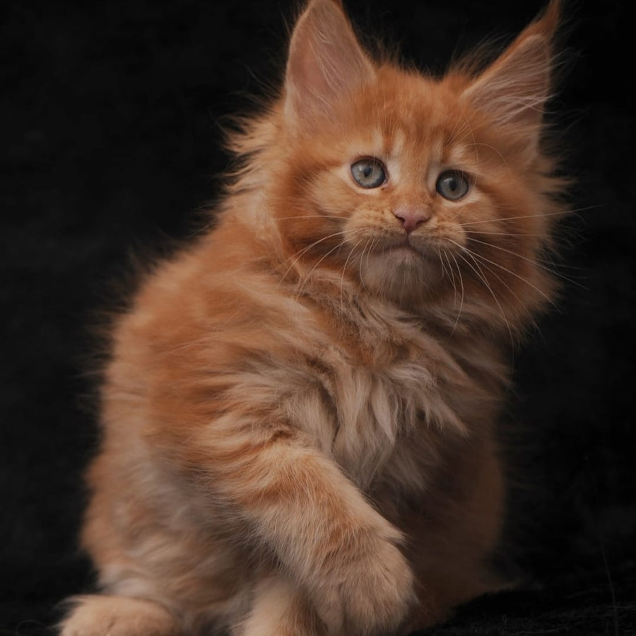 Sally Maine Coon female, red