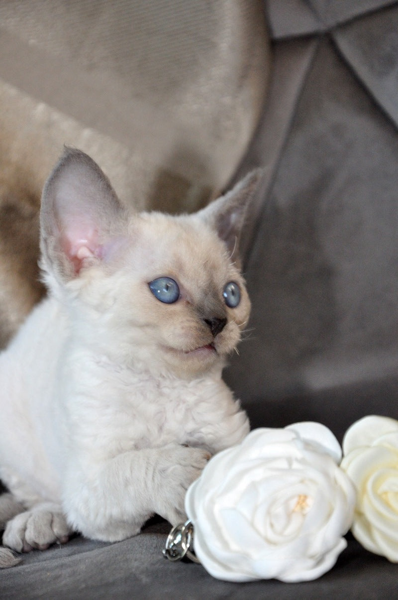 Agatha Devon Rex female blue pointed - live animals