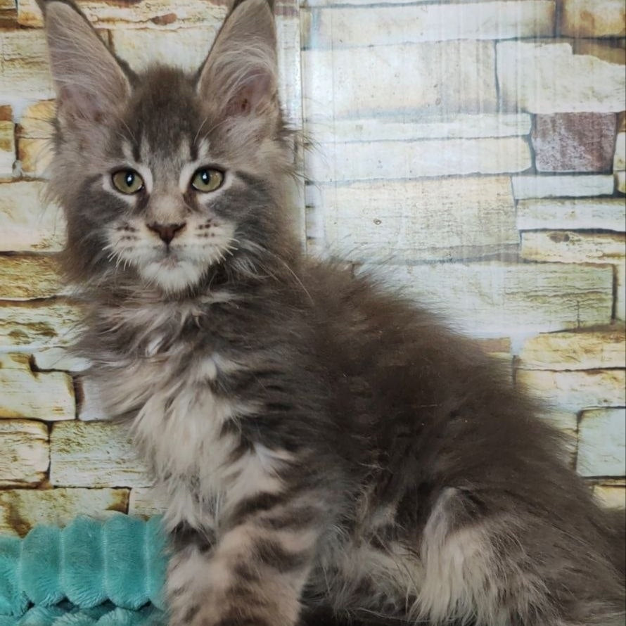 Xana Maine Coon polydactyl 6x6x6x6 female, blue tabby