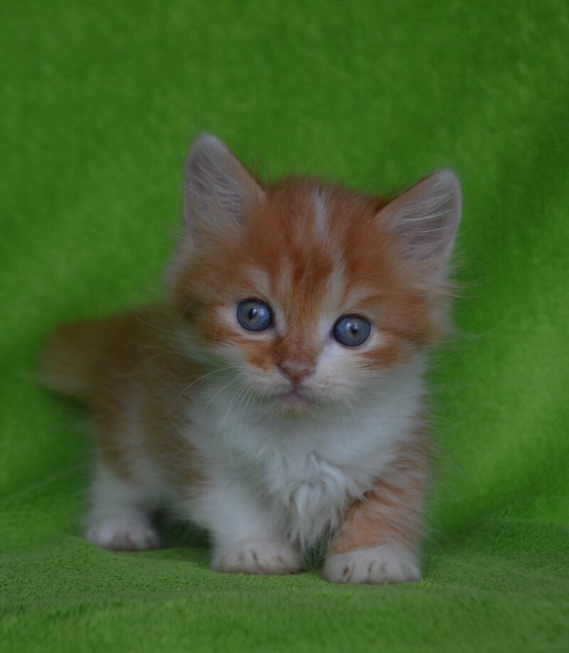 Narciss Munchkin male red bicolour tabby - live animals