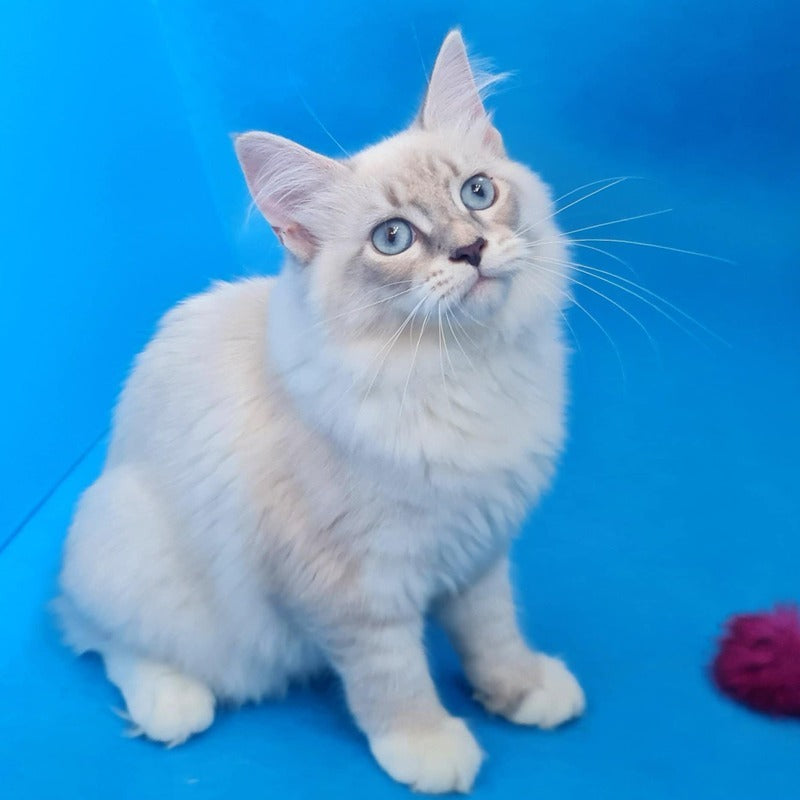 Viliam Siberian male, blue tabby pointed mitted