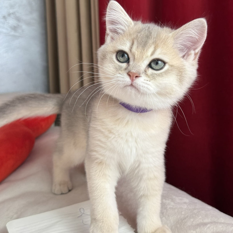 Erik Scottish Straight male, blue golden shaded
