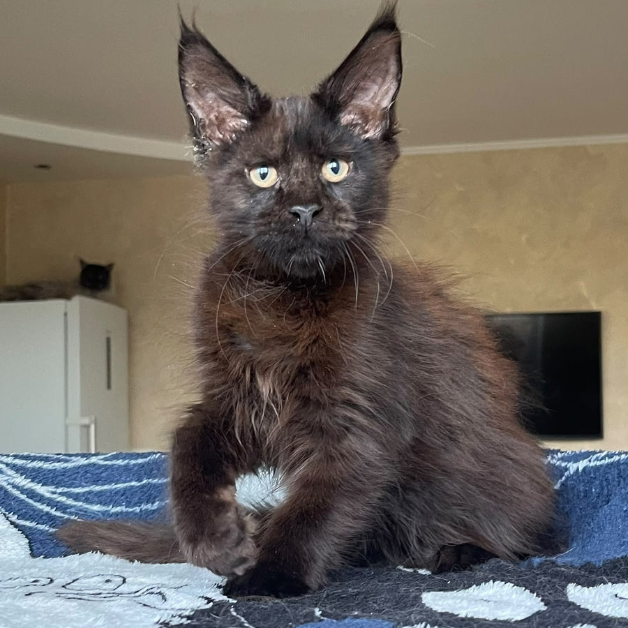 Joli Maine Coon female, black