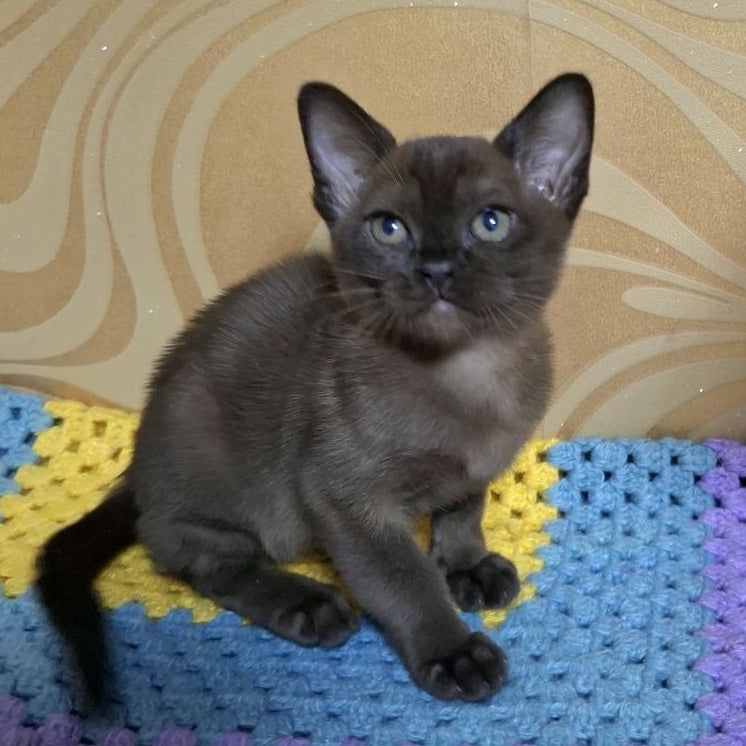 Hardi Burmese male, black