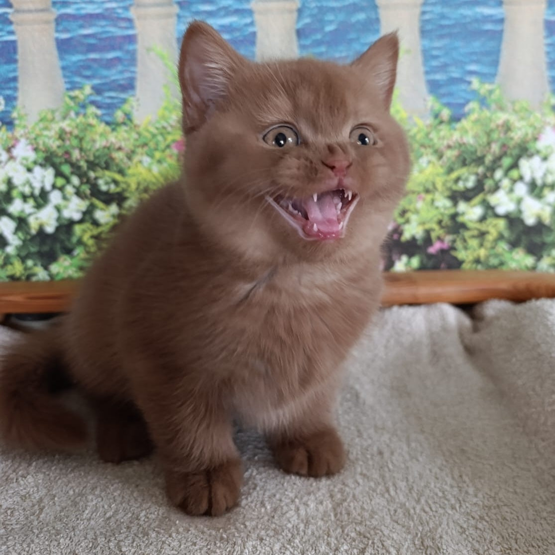 Madlen British Shorthair female, cinnamon