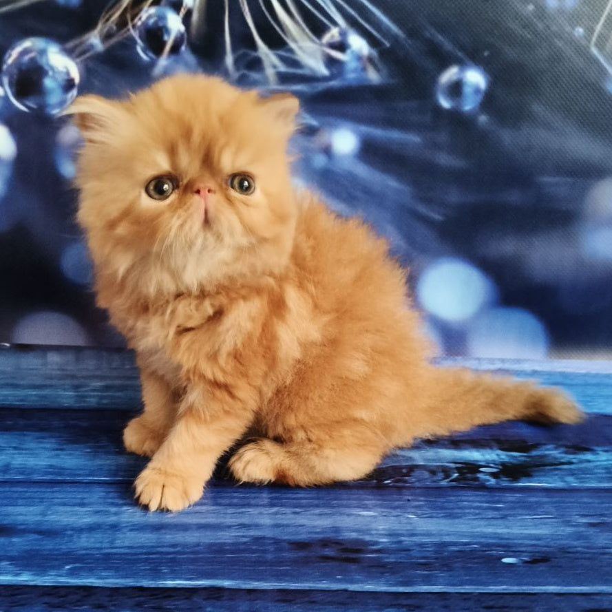 Simona Persian female, red tabby