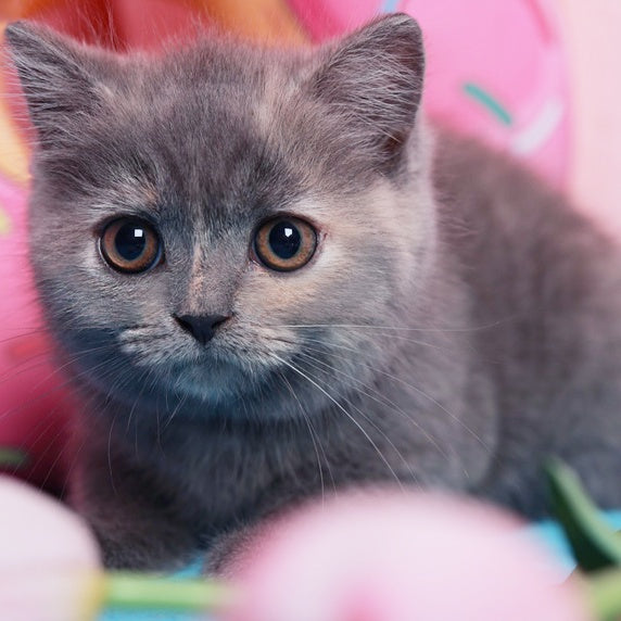 Aiza British Shorthair female, blue tortie