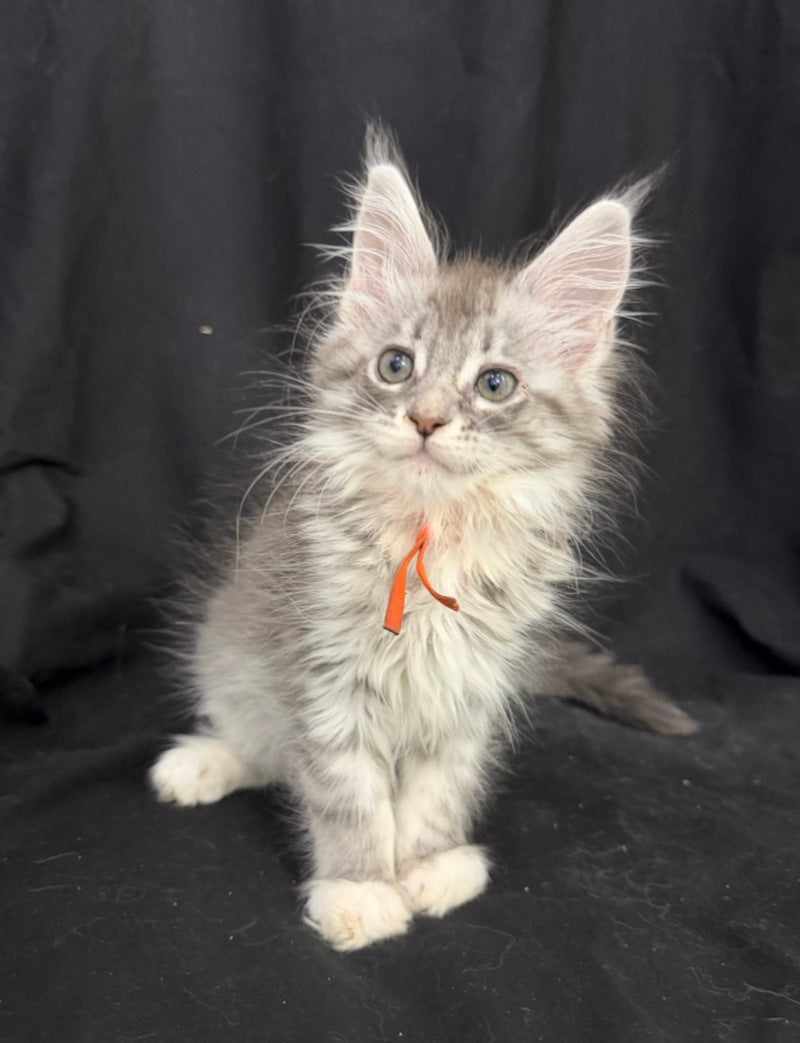 Zoryana Maine Coon female, blue silver tabby with white