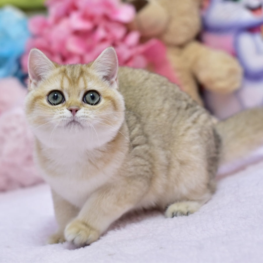 Holly British Shorthair female, black golden shaded