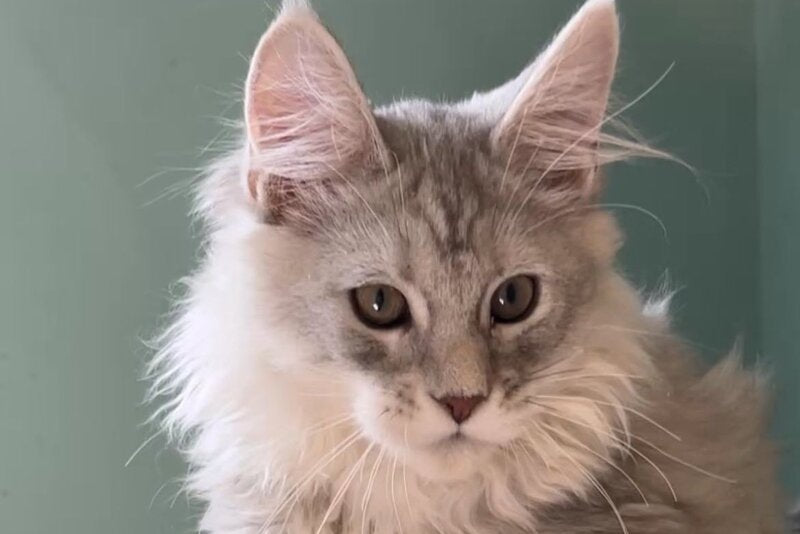 Bumblebee Maine Coon male, black silver spotted tabby