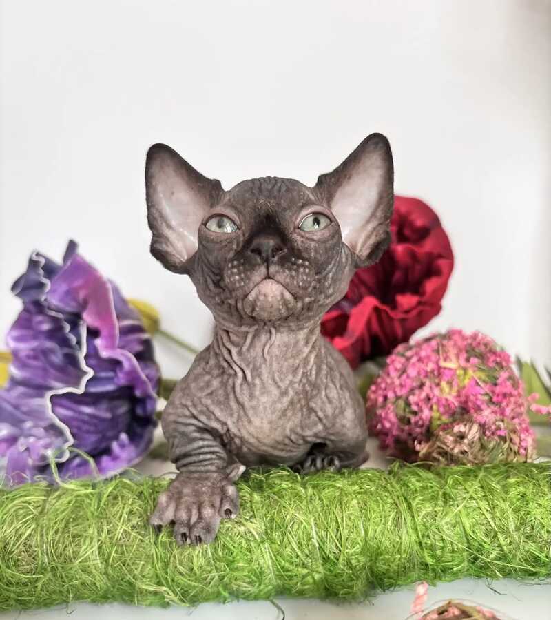 Bali Bambino male black - live animals