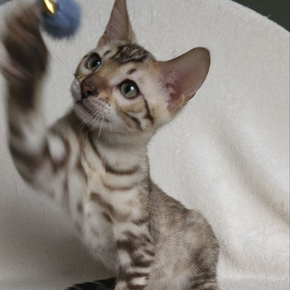 Max Bengal male, seal tabby