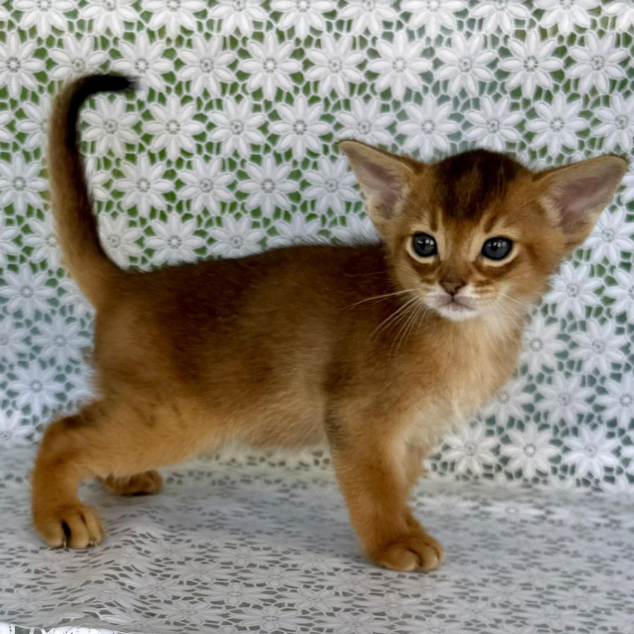 Halif Abyssinian male, ruddy