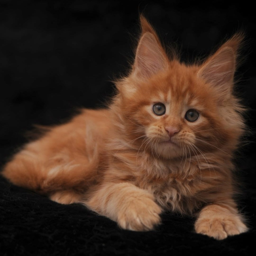 Stafy Maine Coon female, red