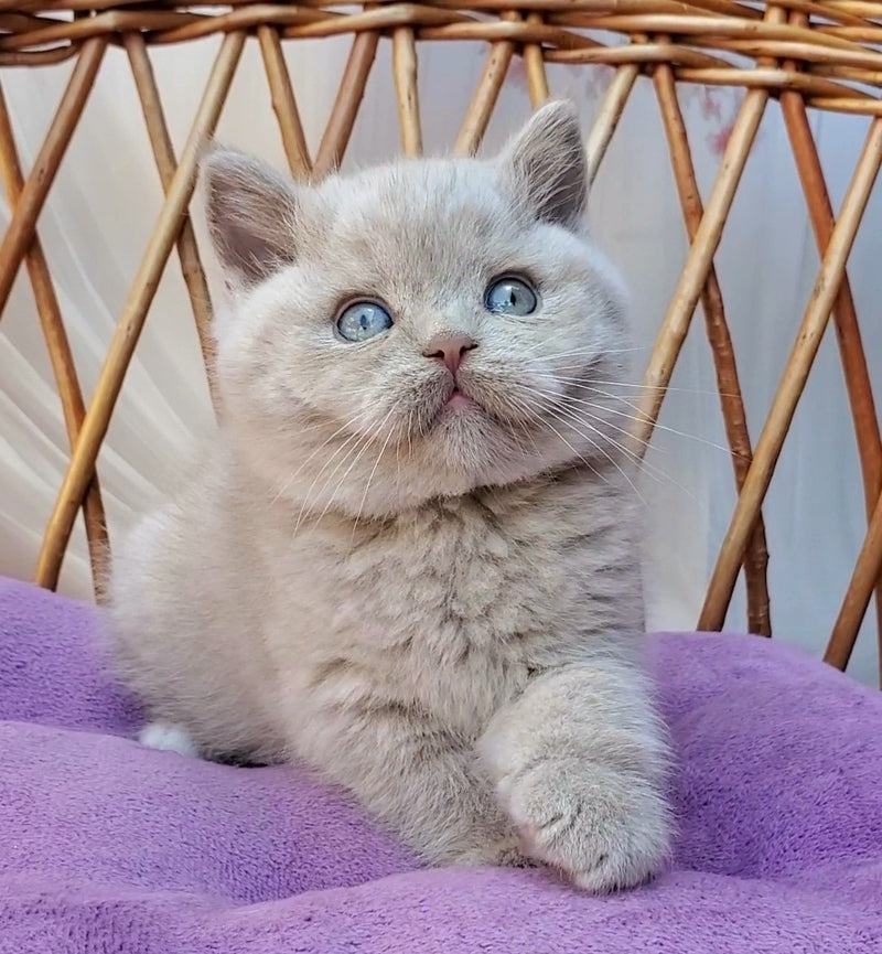 Xenon British Shorthair male, fawn