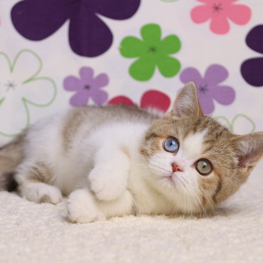 Cosmic British Shorthair male, chocolate spotted tabby bicolour