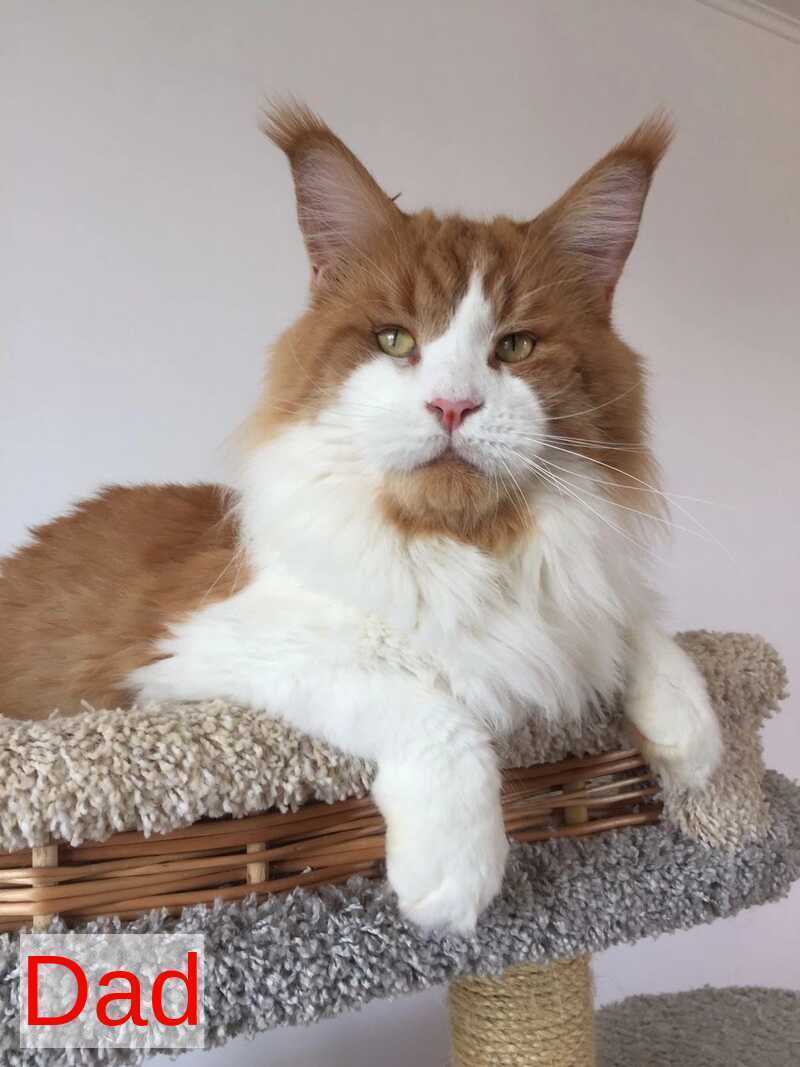 Irik Maine Coon male, black with white