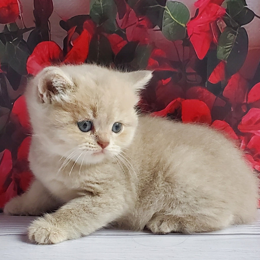Holden British Shorthair male, lilac golden shaded