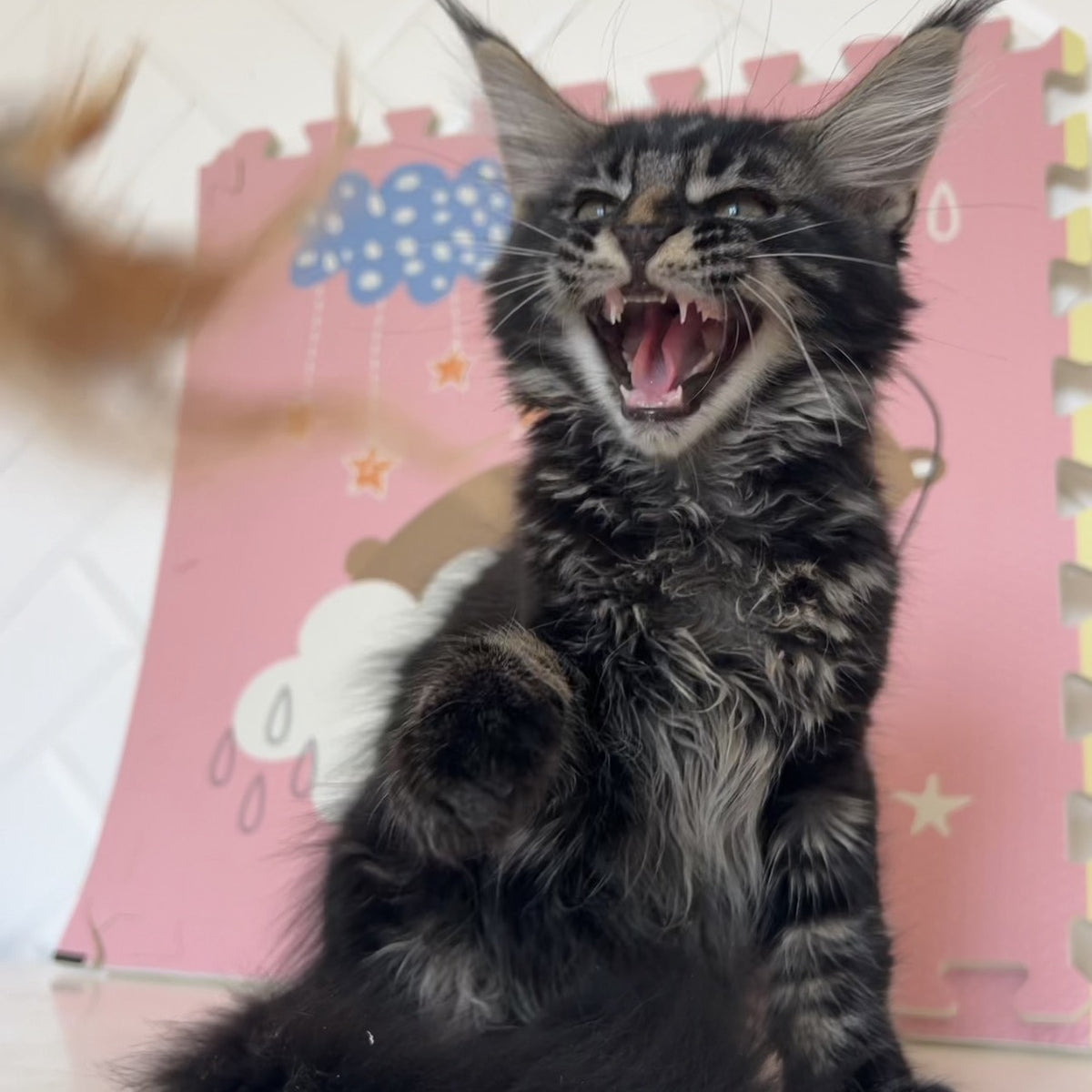 Bourbon Maine Coon male, black tabby