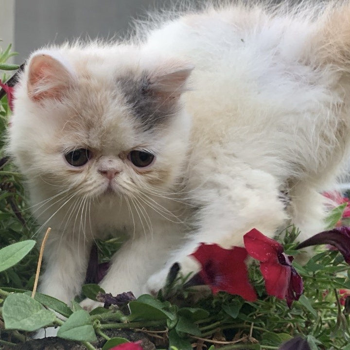 Zara Exotic female, blue tortie harlequin