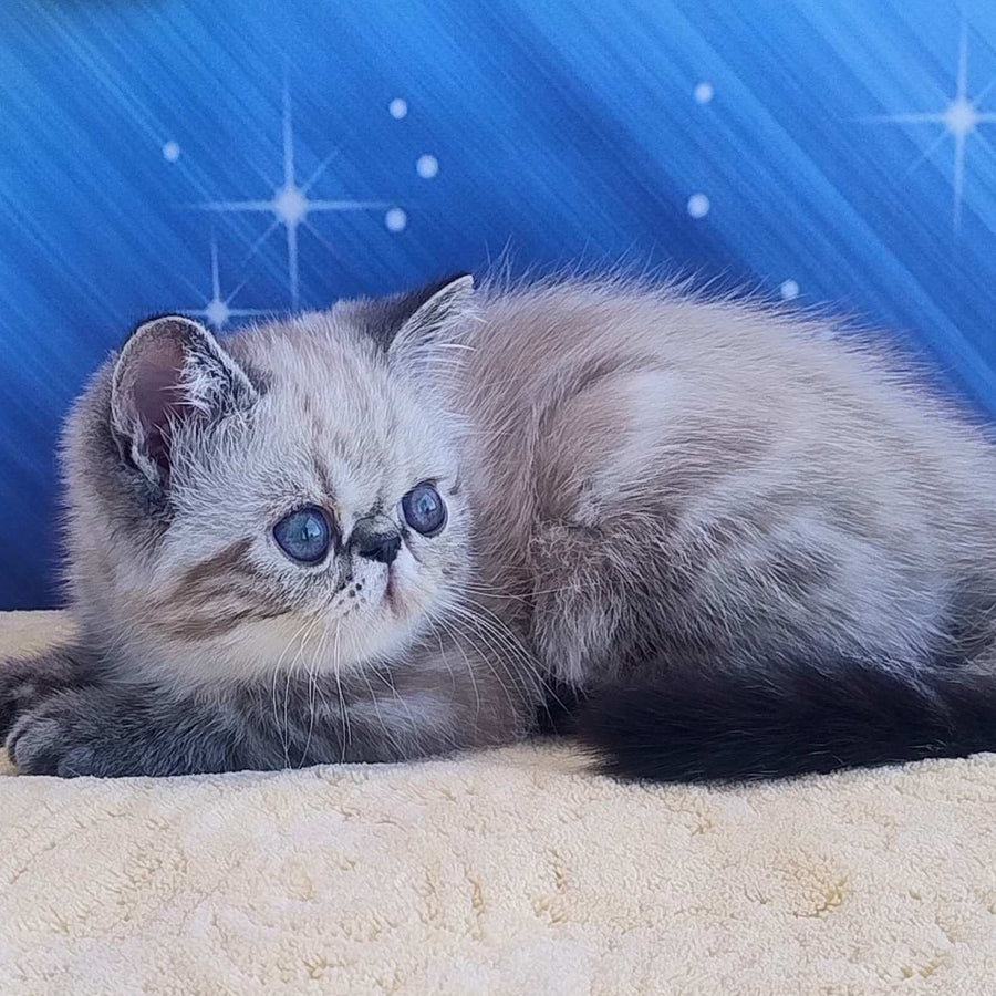 Henk Exotic male, black tabby pointed