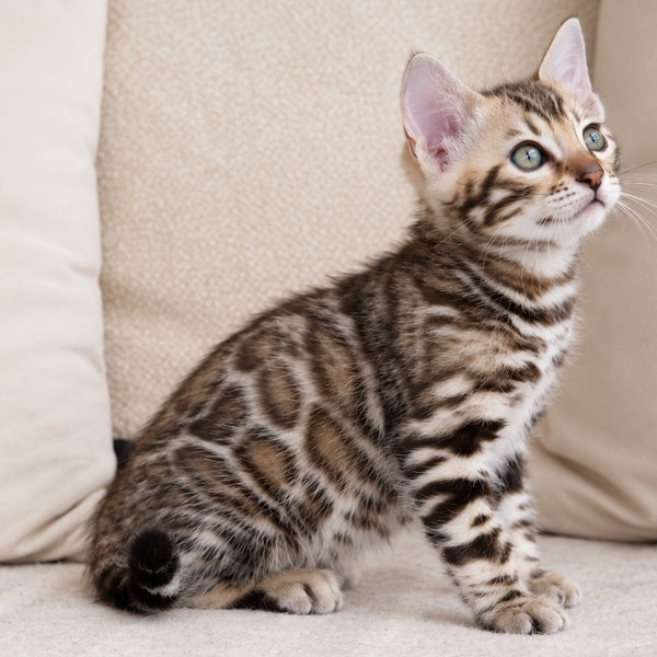 Armani Bengal male, black spotted tabby pointed