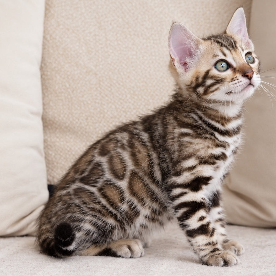 Armani Bengal male, black spotted tabby pointed