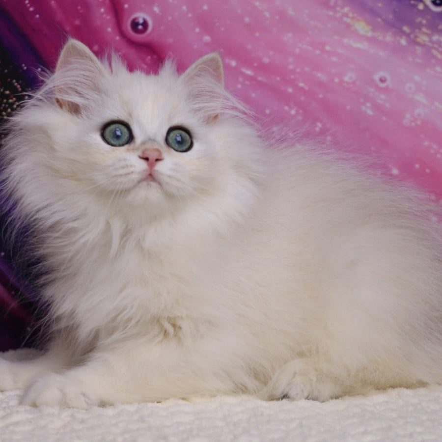 York British Longhair male, black silver chinchilla