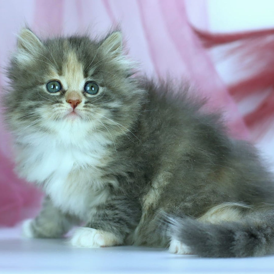 India Siberian female, blue tortie with white spotted tabby