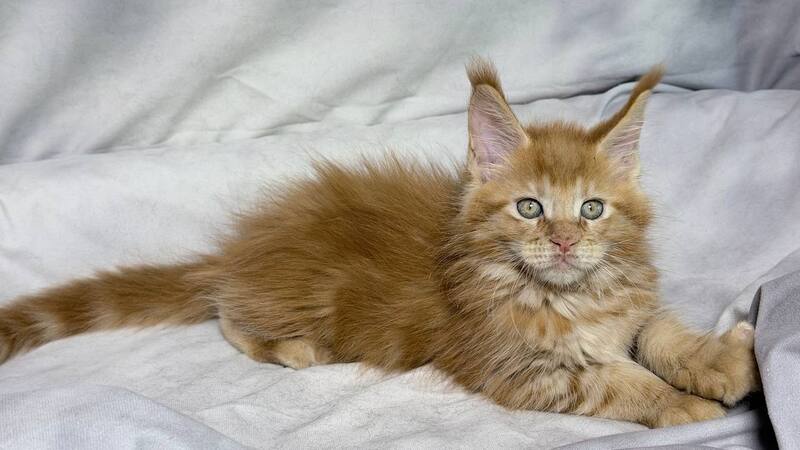 Hermes Maine Coon male, red