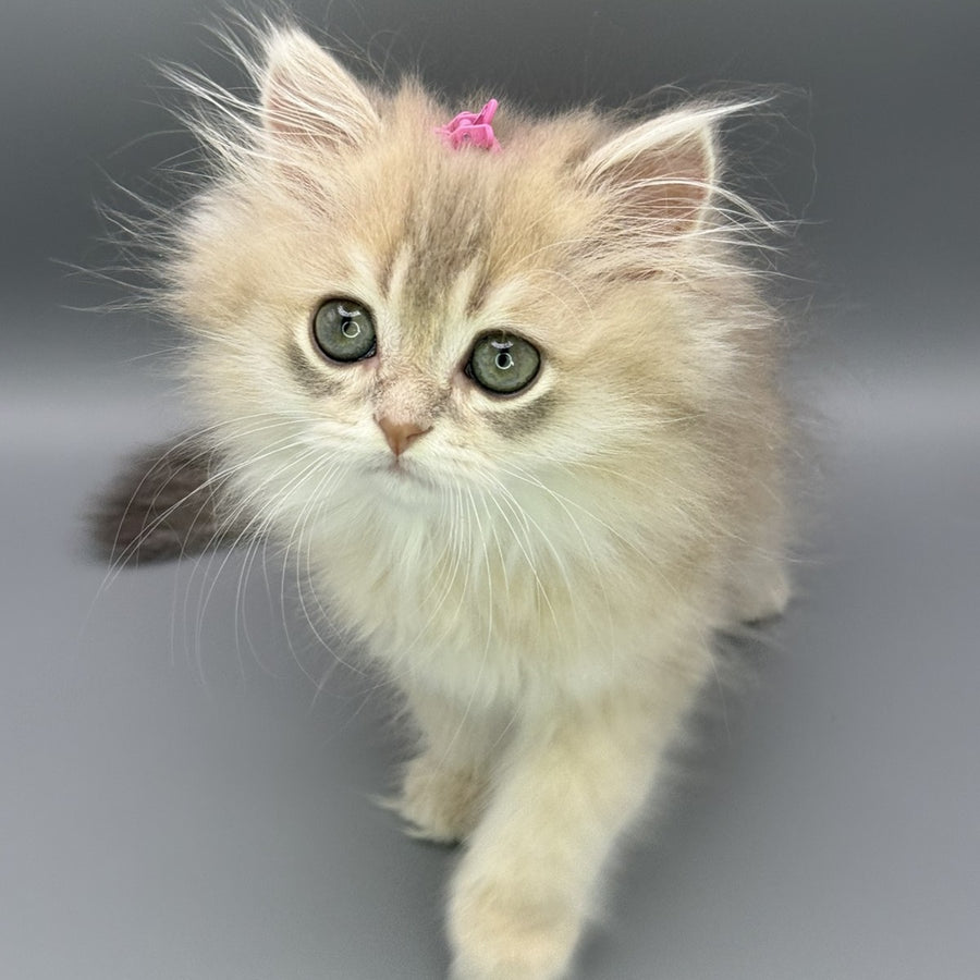 Jardin Scottish Straight female, blue golden shaded