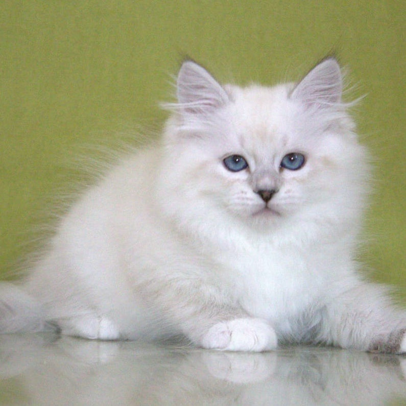 Heather Siberian female, black with white tabby pointed