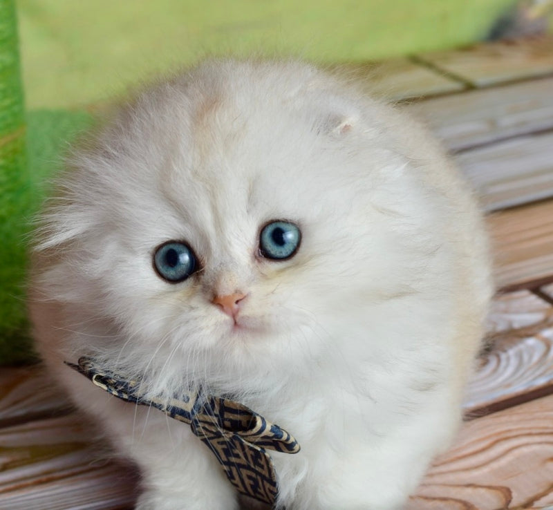 Ronnie Scottish Fold male black silver shaded - live animals