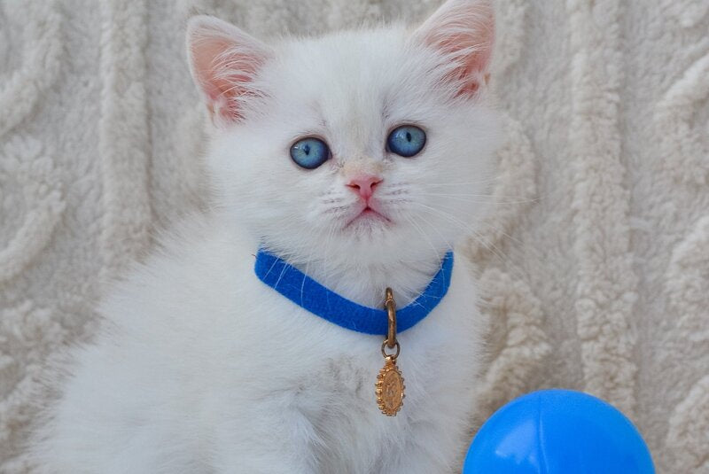 Hank British Shorthair male, black golden shaded pointed