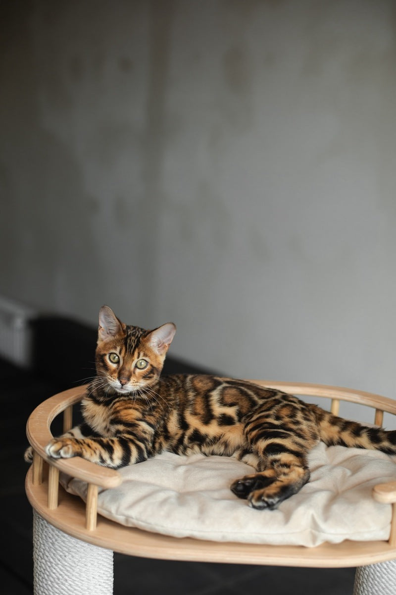 Jaime Bengal male black spotted tabby - live animals