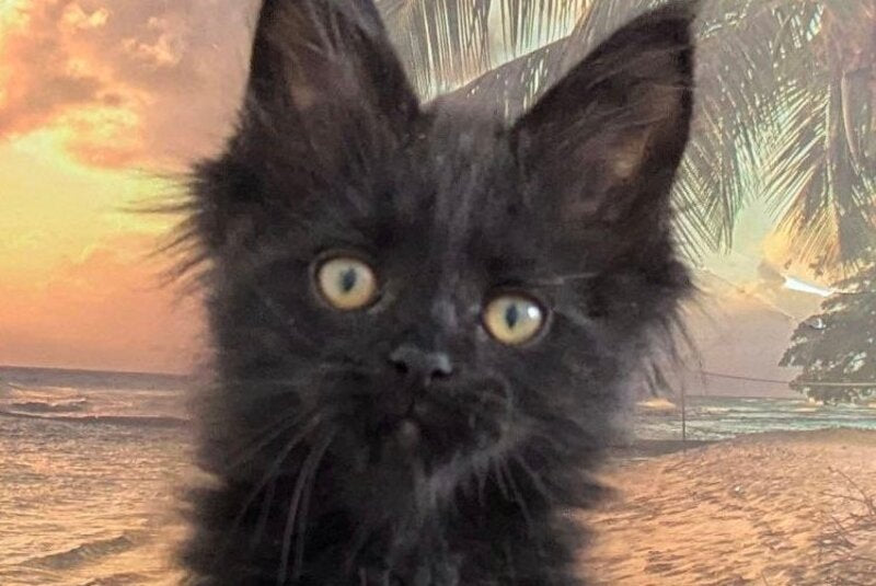 Question Maine Coon polydactyl male black live animals