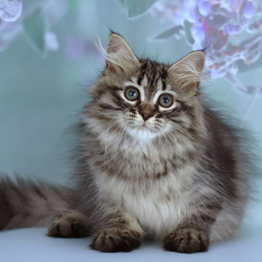Gemma Siberian female, black spotted tabby