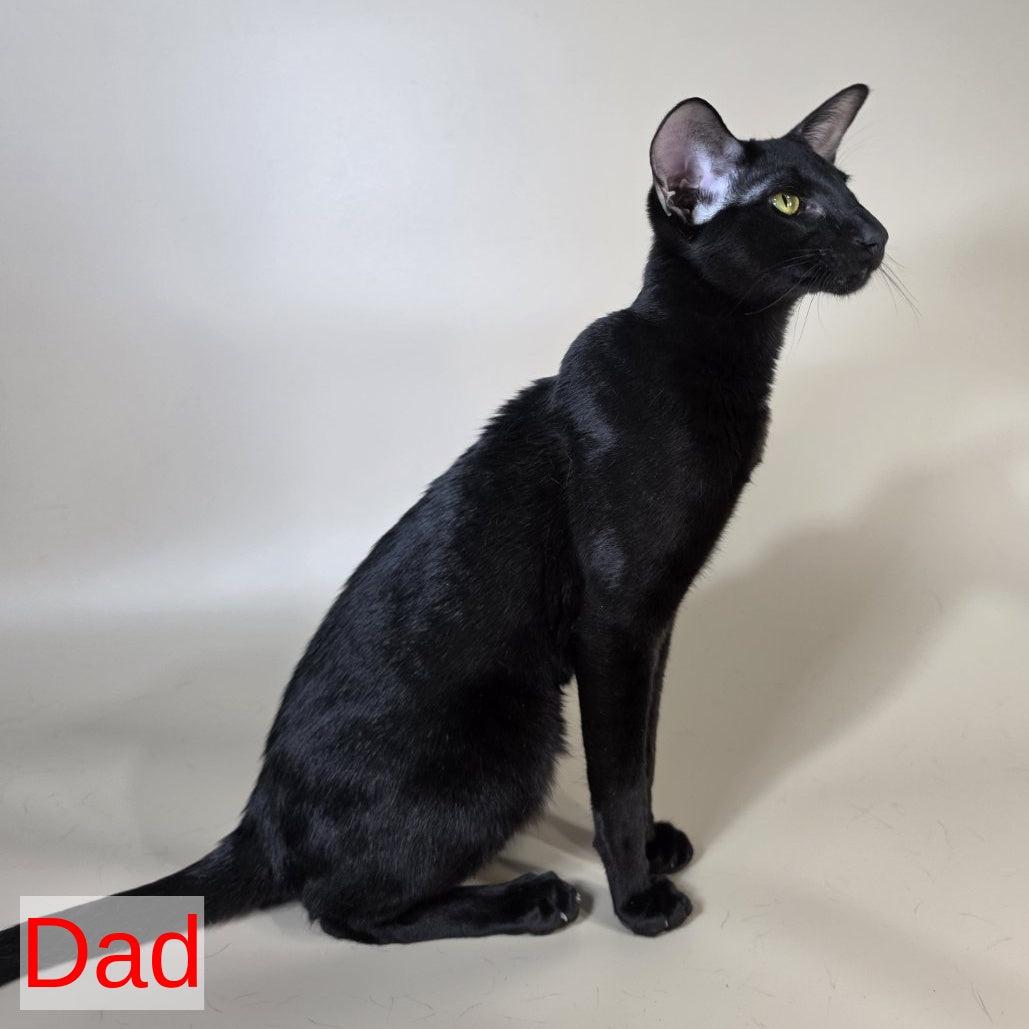 Kovu Oriental Shorthair male, red spotted tabby