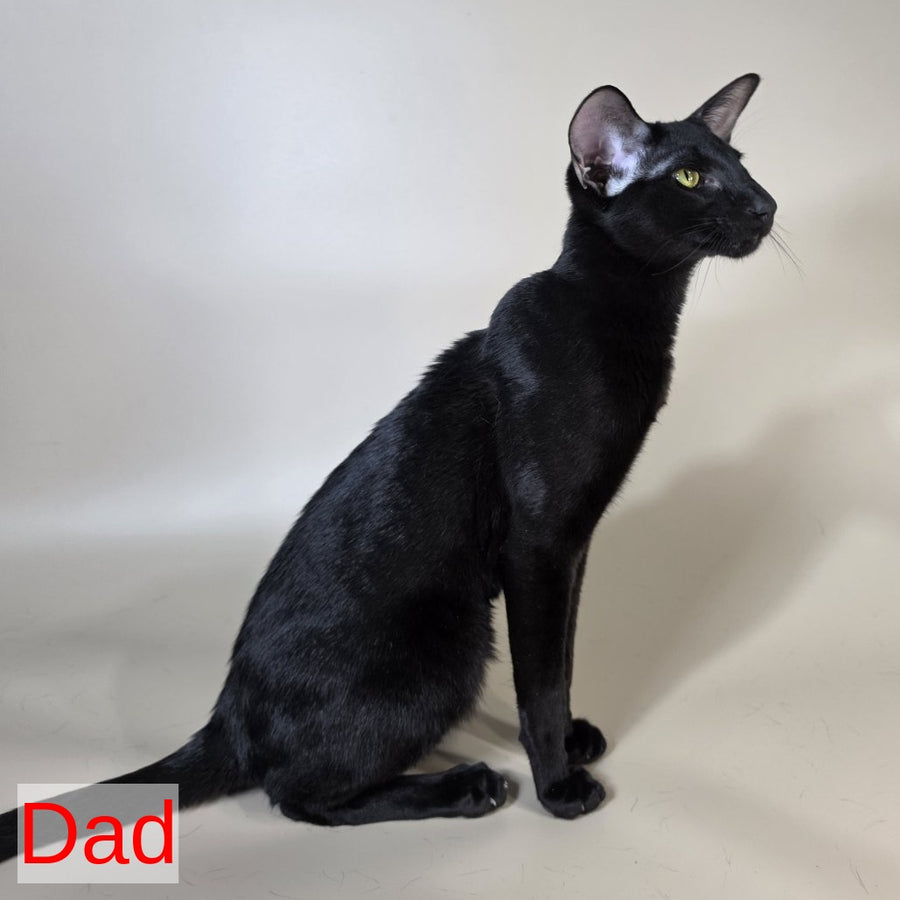 Kovu Oriental Shorthair male, red spotted tabby