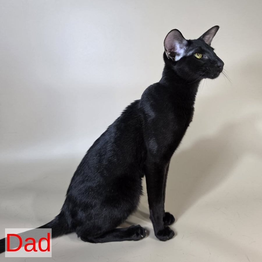 Jafar Oriental Shorthair male, red