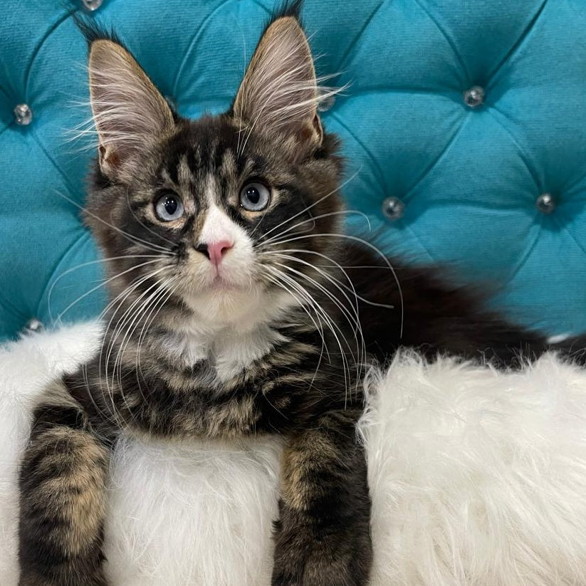 Urkhon Maine Coon male, black tabby with white