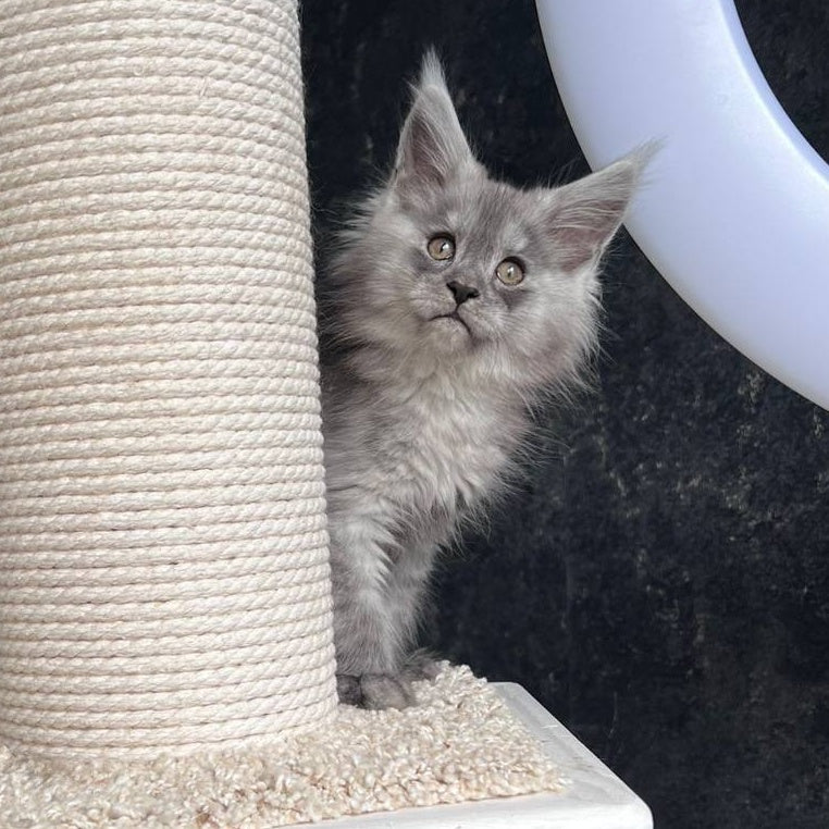 Оlea Maine Coon female, black silver