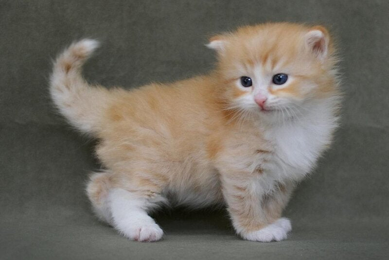 FanFan Siberian male, red spotted tabby bicolour