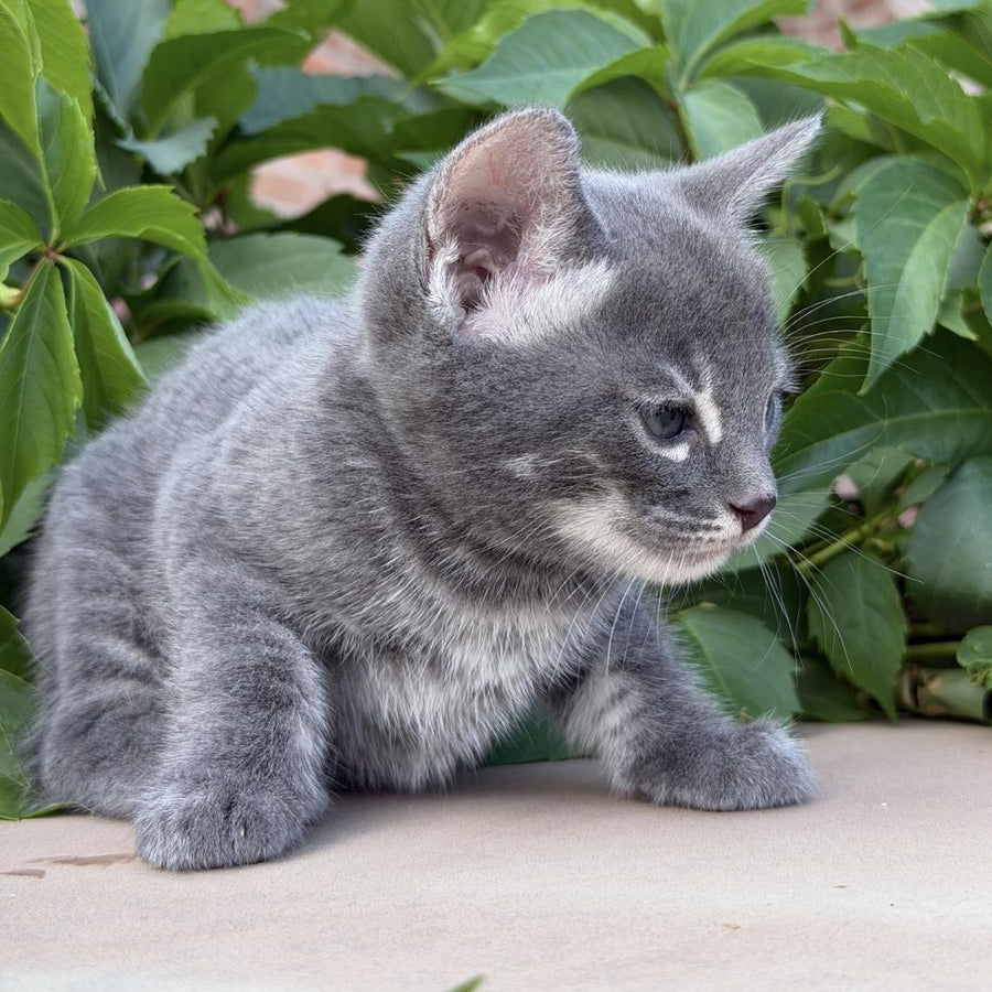 Calvin Bengal male, blue silver spotted tabby