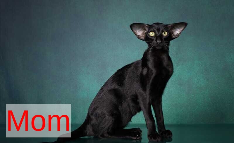 Sindy Oriental Shorthair female, black bicolour